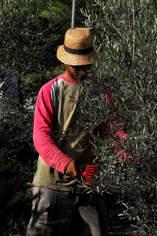Olive harvest