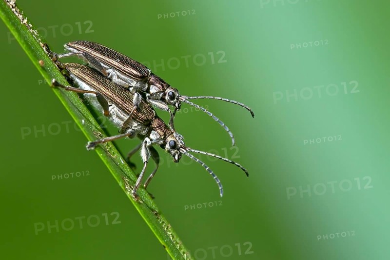 Plateumaris sericea