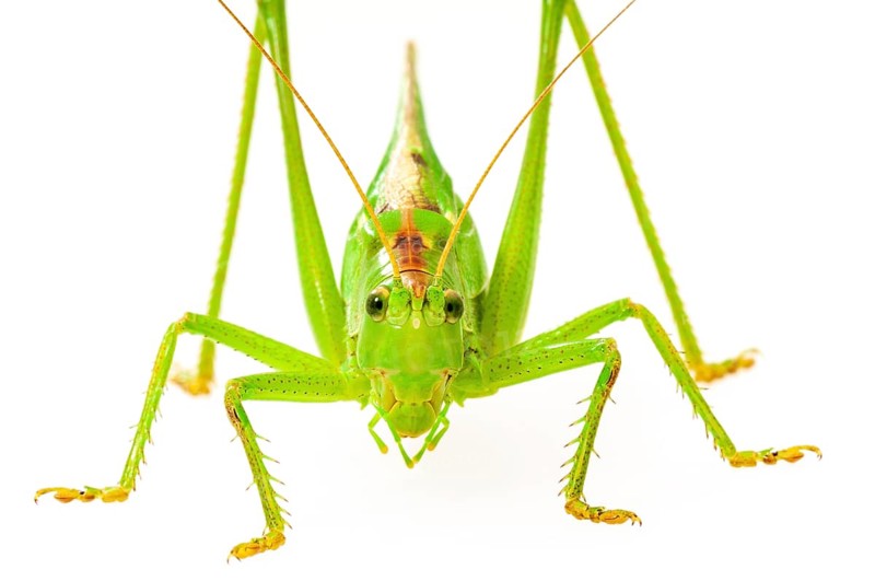 Green grasshopper