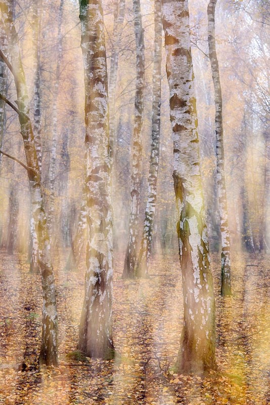Sand birch