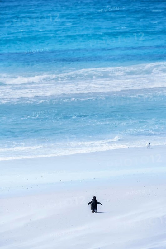 Gentoo Penguin