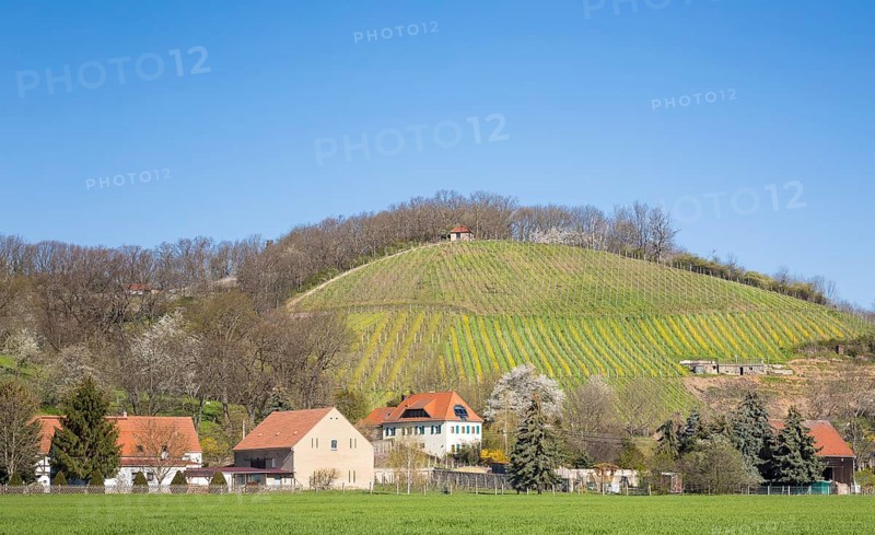 Vineyard on the German Bosel with the village of Soernewitz