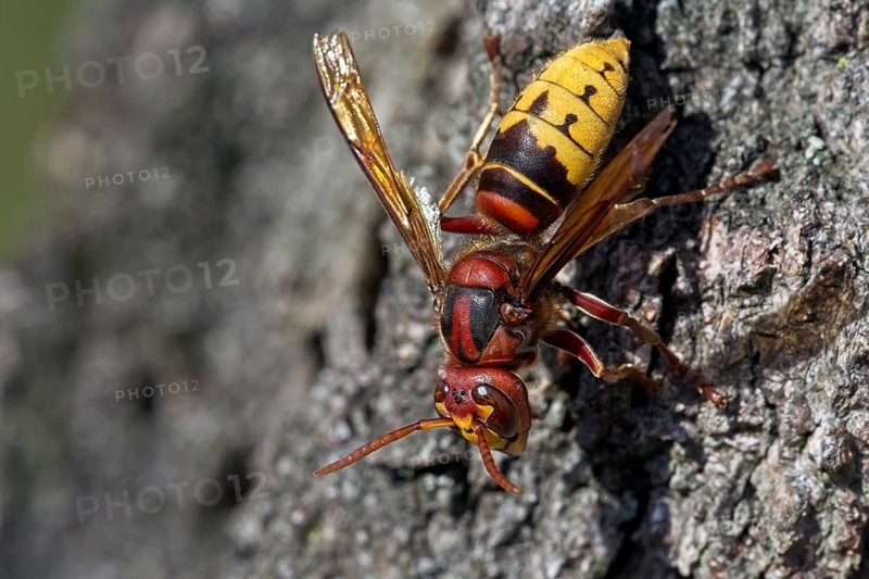 European hornet