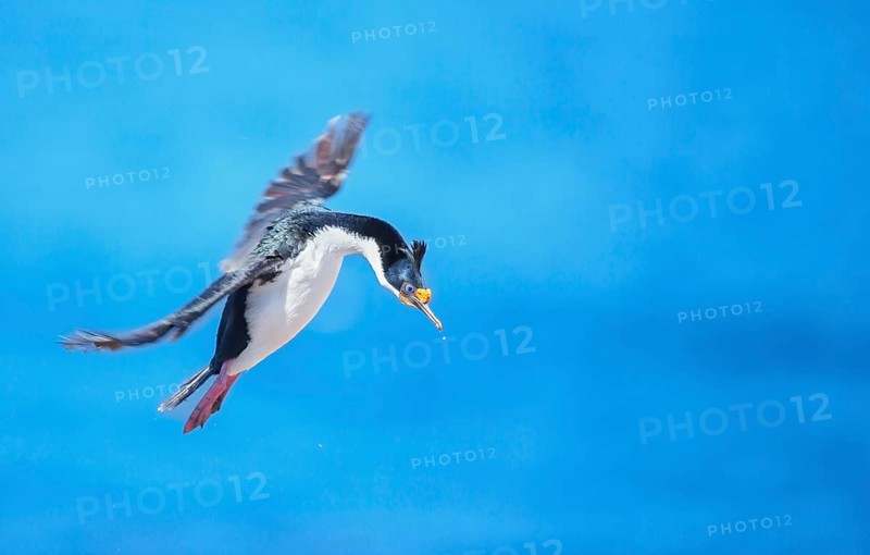 Imperial shag