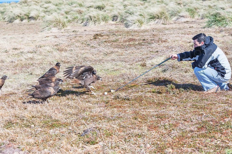Striated Caracaras