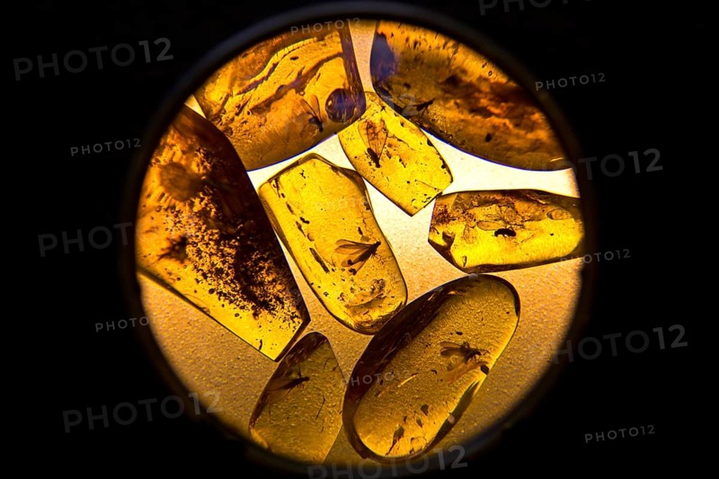 Amber with inclusions