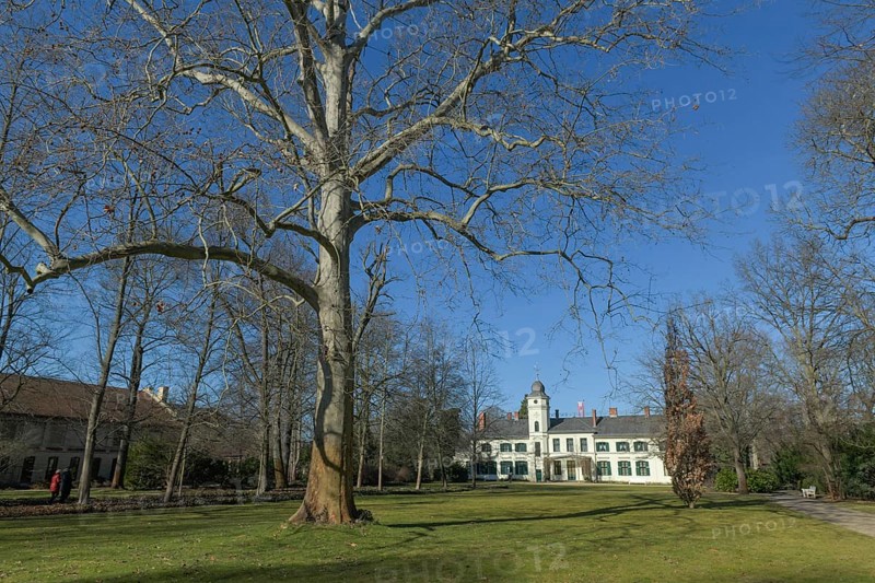 London planetree