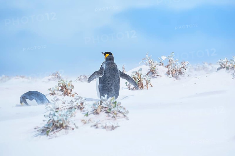 King penguins