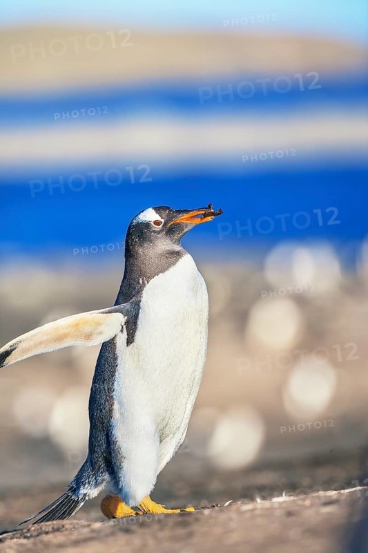 Gentoo penguin