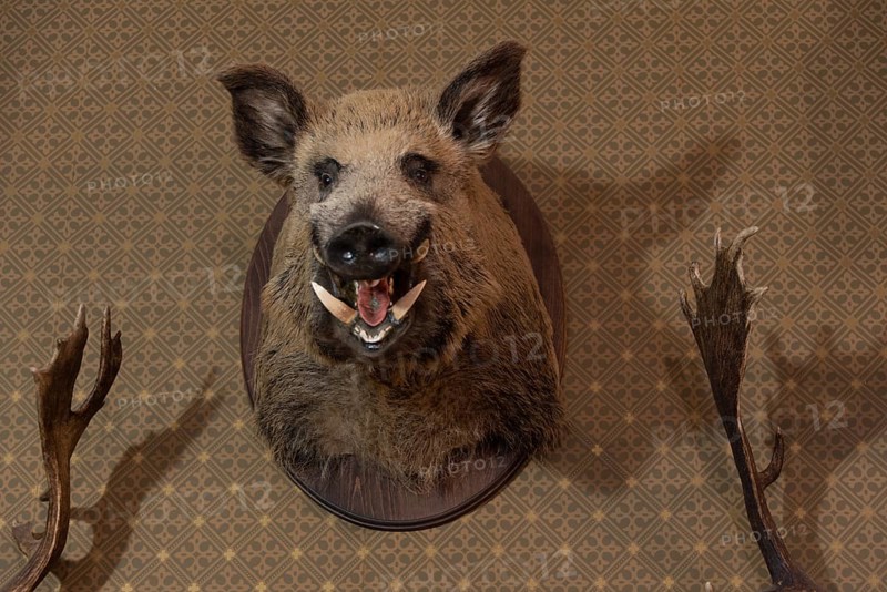 Stuffed wild boar's head