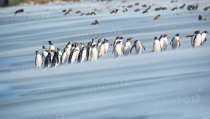 Gentoo Penguins