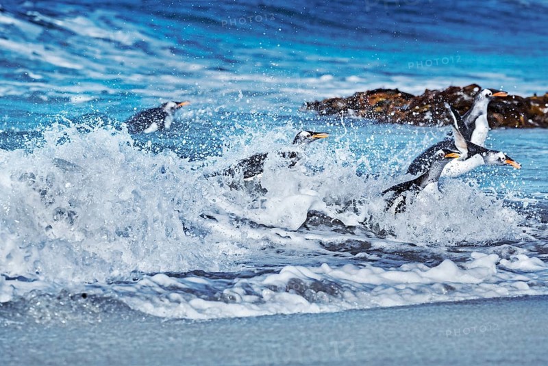 Gentoo penguins