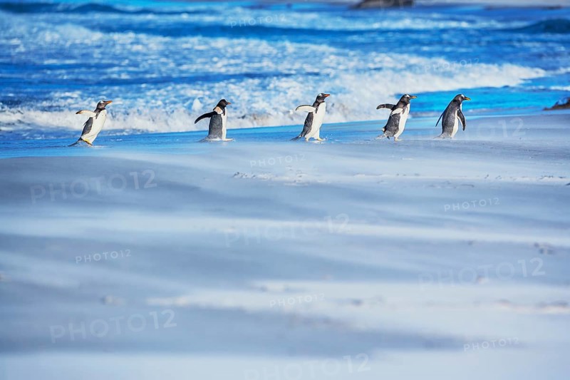 Gentoo Penguins