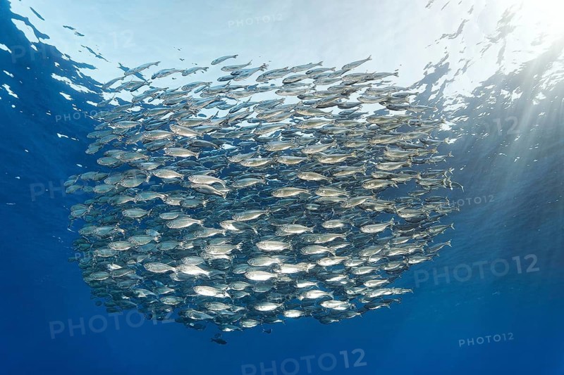 Shoal of five-striped tails