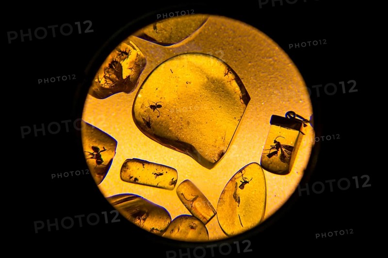 Amber with inclusions