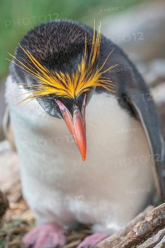 Close-up of a macaroni penguin