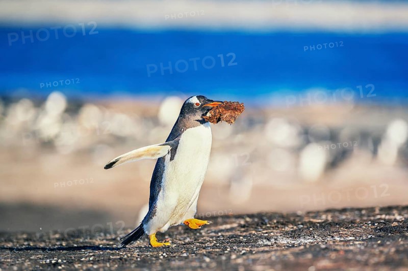 Gentoo penguin