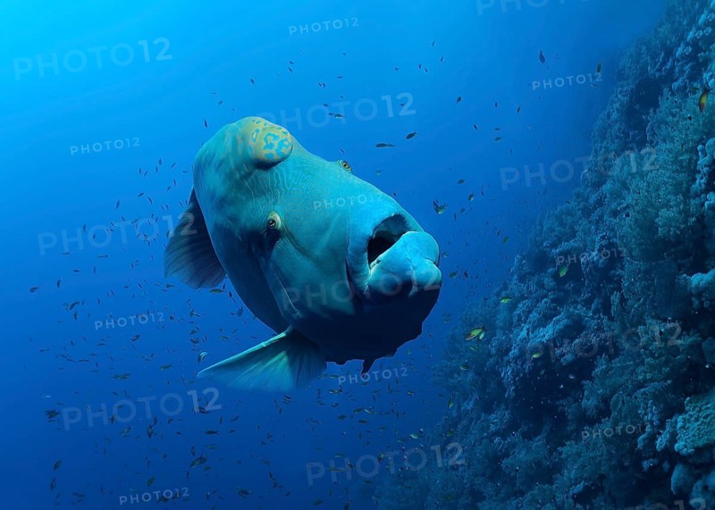 Humphead wrasse
