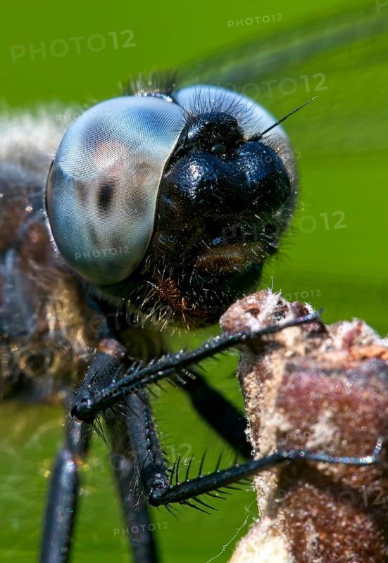 Black-tailed skimmer