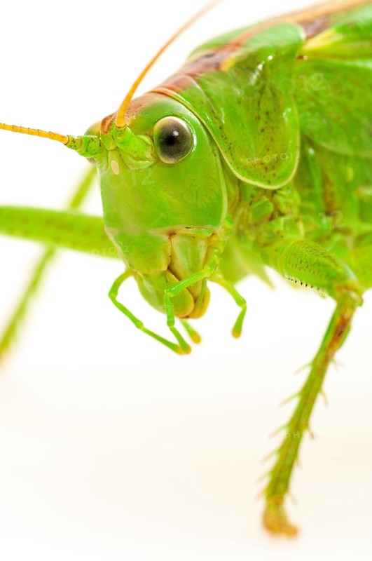 Green grasshopper