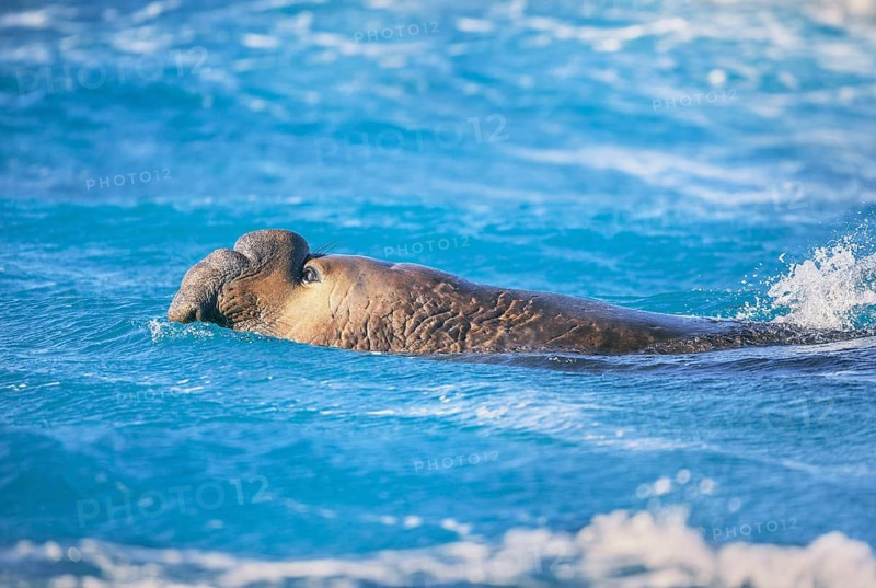Southern elephant seal