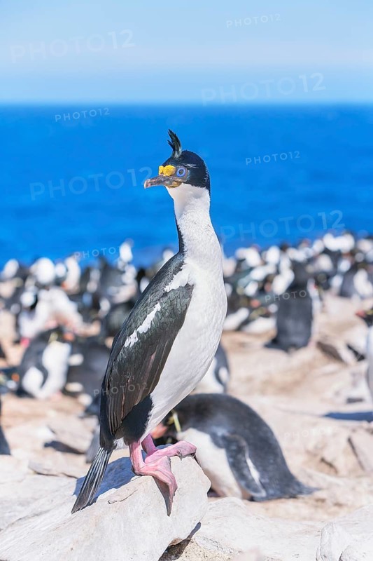 Imperial shags