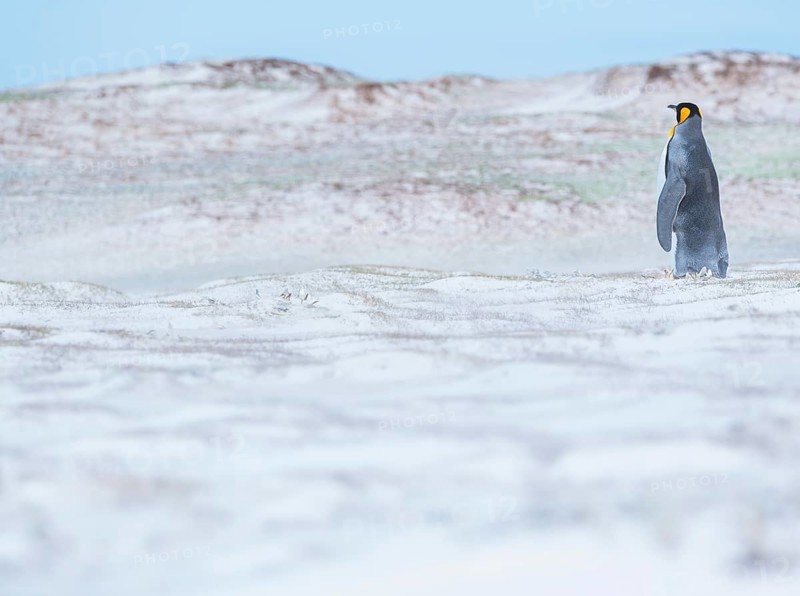 King penguin