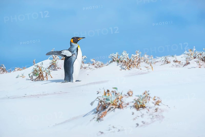King penguin