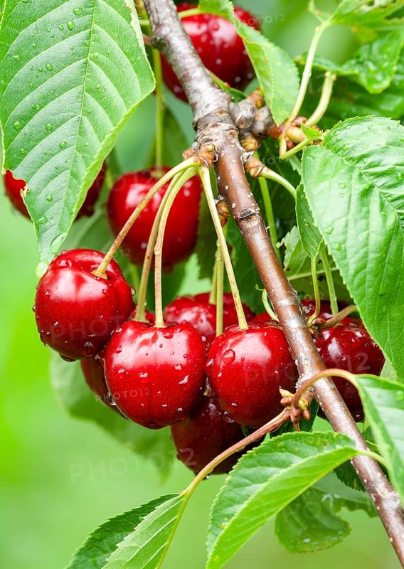 Cherries