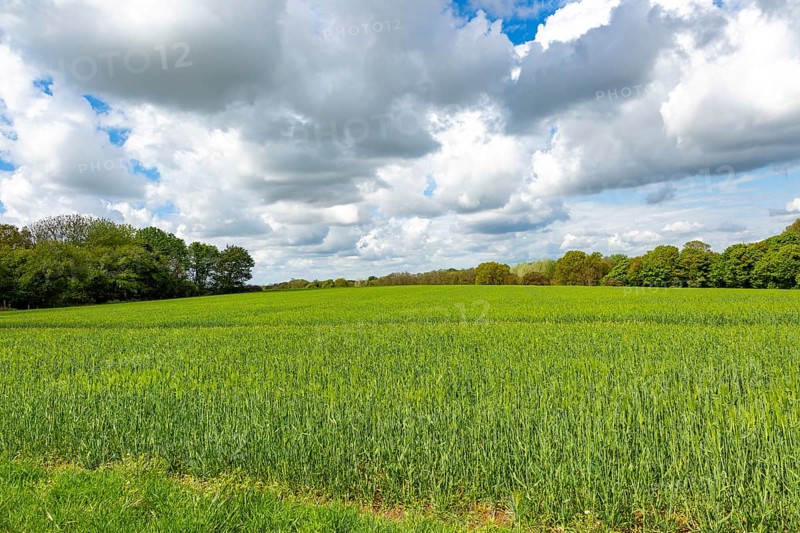 Rural landscape green cereal crop rolling clouds