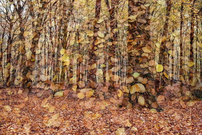 Beech forest in autumn