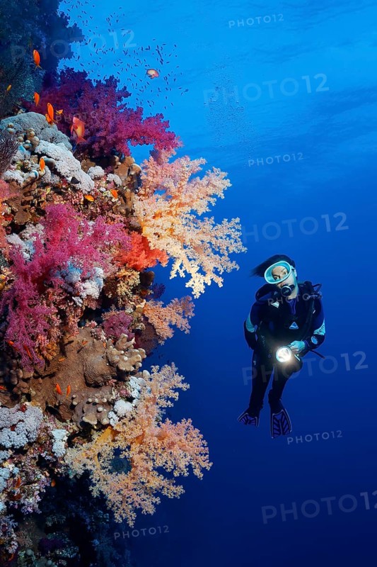 Diver on coral reef wall looking at multicoloured klunzinger's soft coral