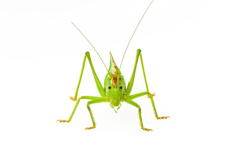 Green grasshopper