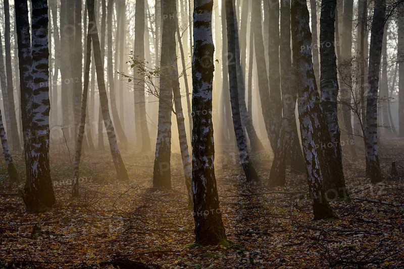 Sand birch