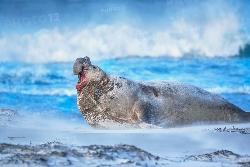 Southern elephant seal