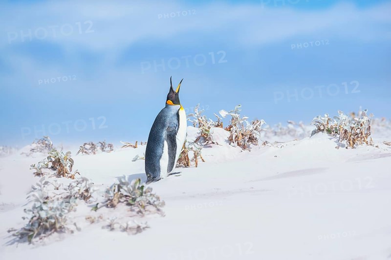 King penguin