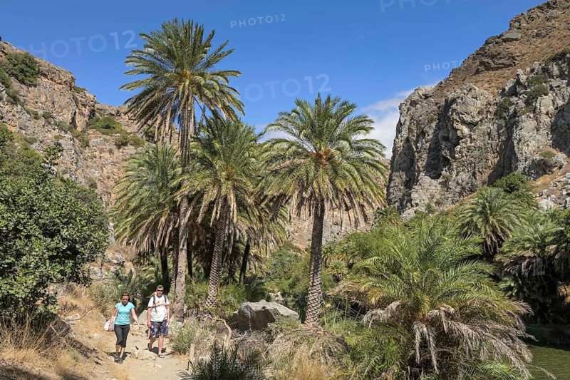 Palm Forest