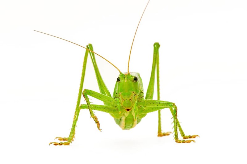 Green grasshopper