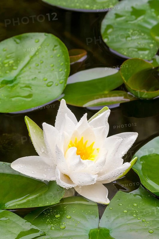 Flowering european white water lily