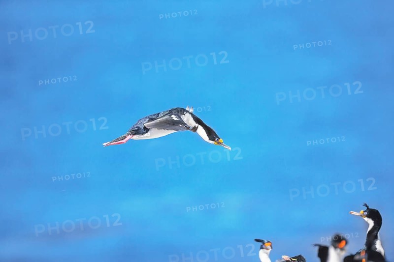 Imperial shag