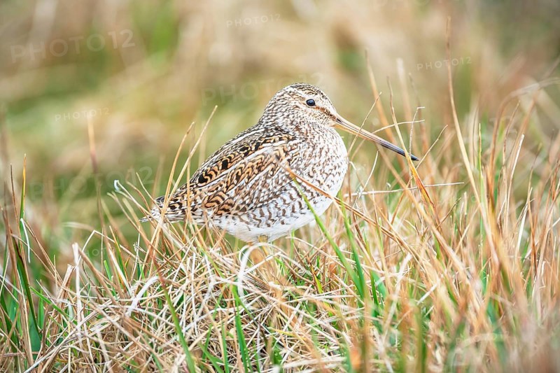 South American snipe