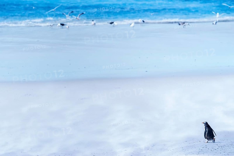 Gentoo Penguin