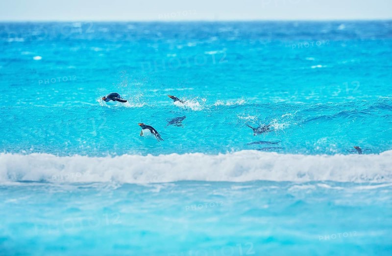 Gentoo penguins