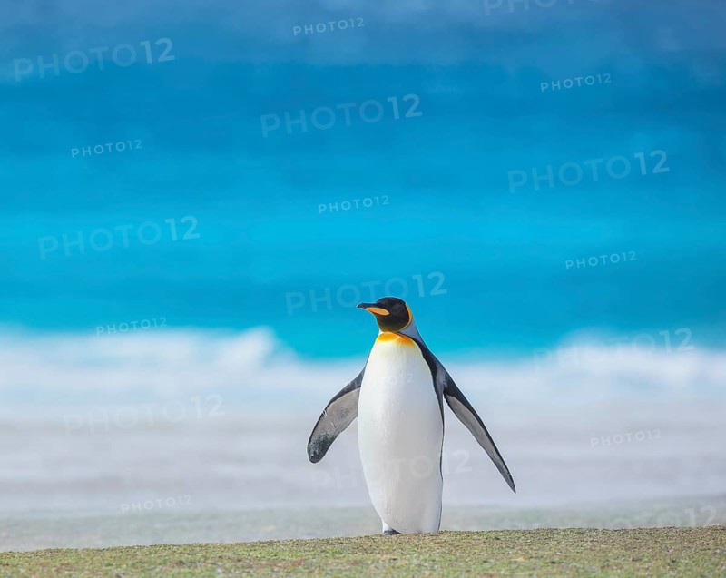 King penguin