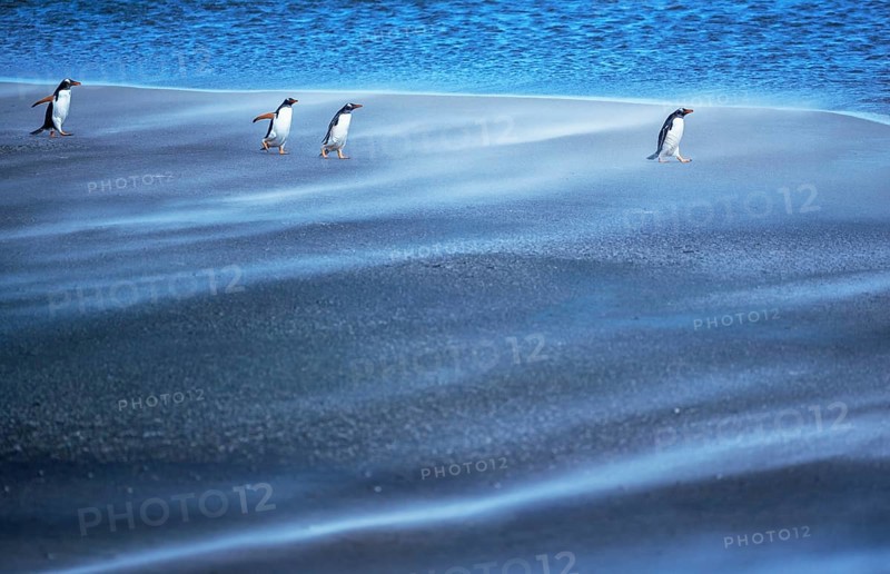 Gentoo Penguins
