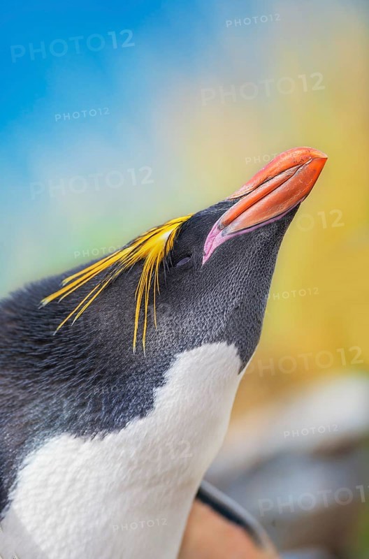 Close-up of a macaroni penguin