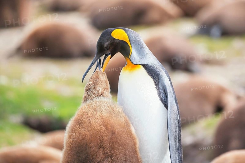 An adult King penguin