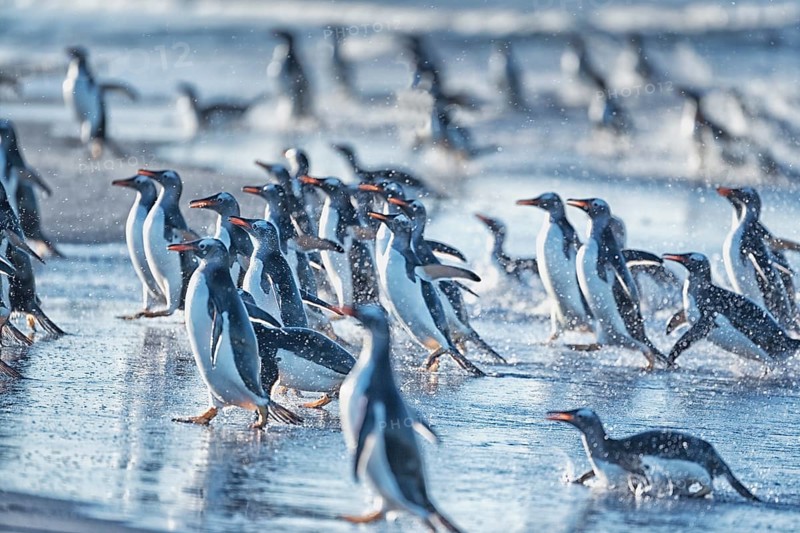 Gentoo Penguins