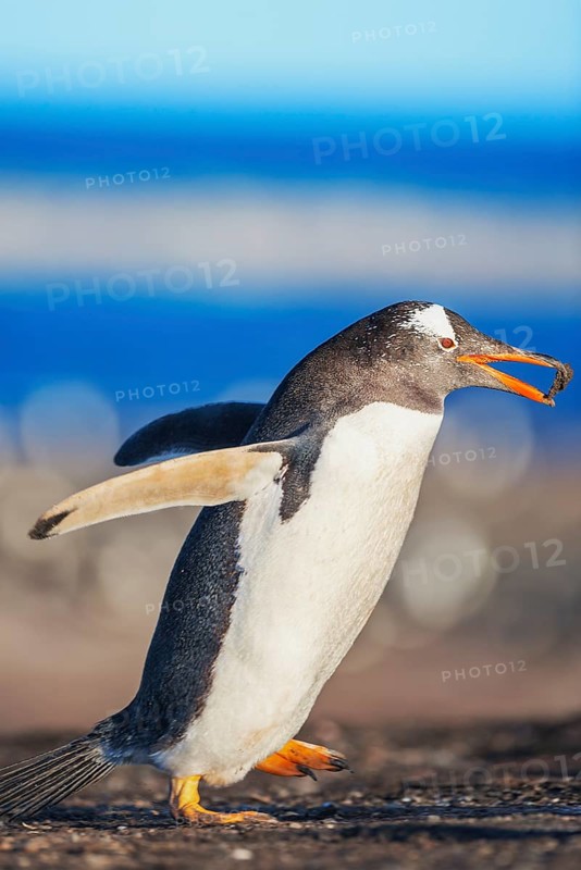Gentoo penguin