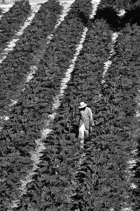 Farm worker with hat stands in rows of courgette